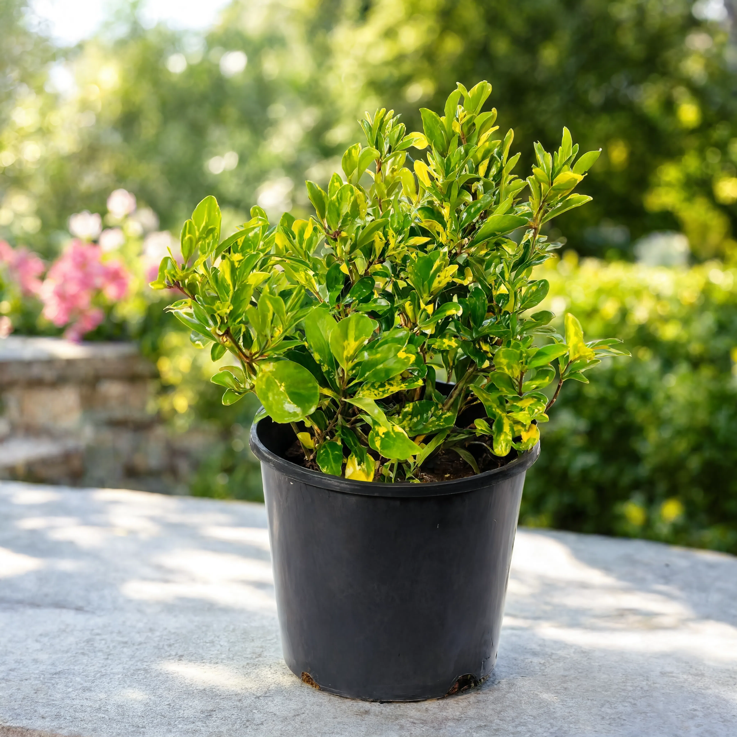Healthy Clerodendrum Gold plant with vibrant green and golden variegated leaves in a nursery pot, ideal for outdoor landscaping and garden borders in Dubai.