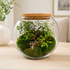 Premium handmade bonsai forest terrarium in a round glass bowl with cork lid, featuring miniature bonsai plants, natural moss, and decorative pebbles.