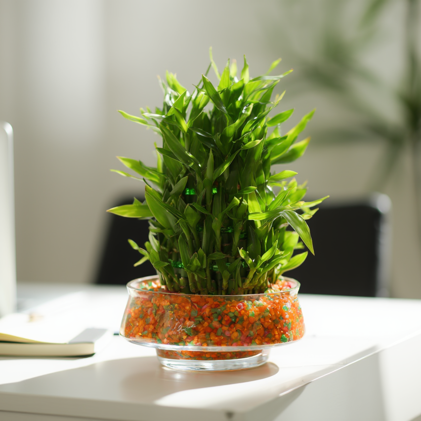 Dense Lucky Bamboo Hydroponic Indoor Plant in Decorative Glass Bowl – Feng Shui Good Luck Desk Plant with Pebbles