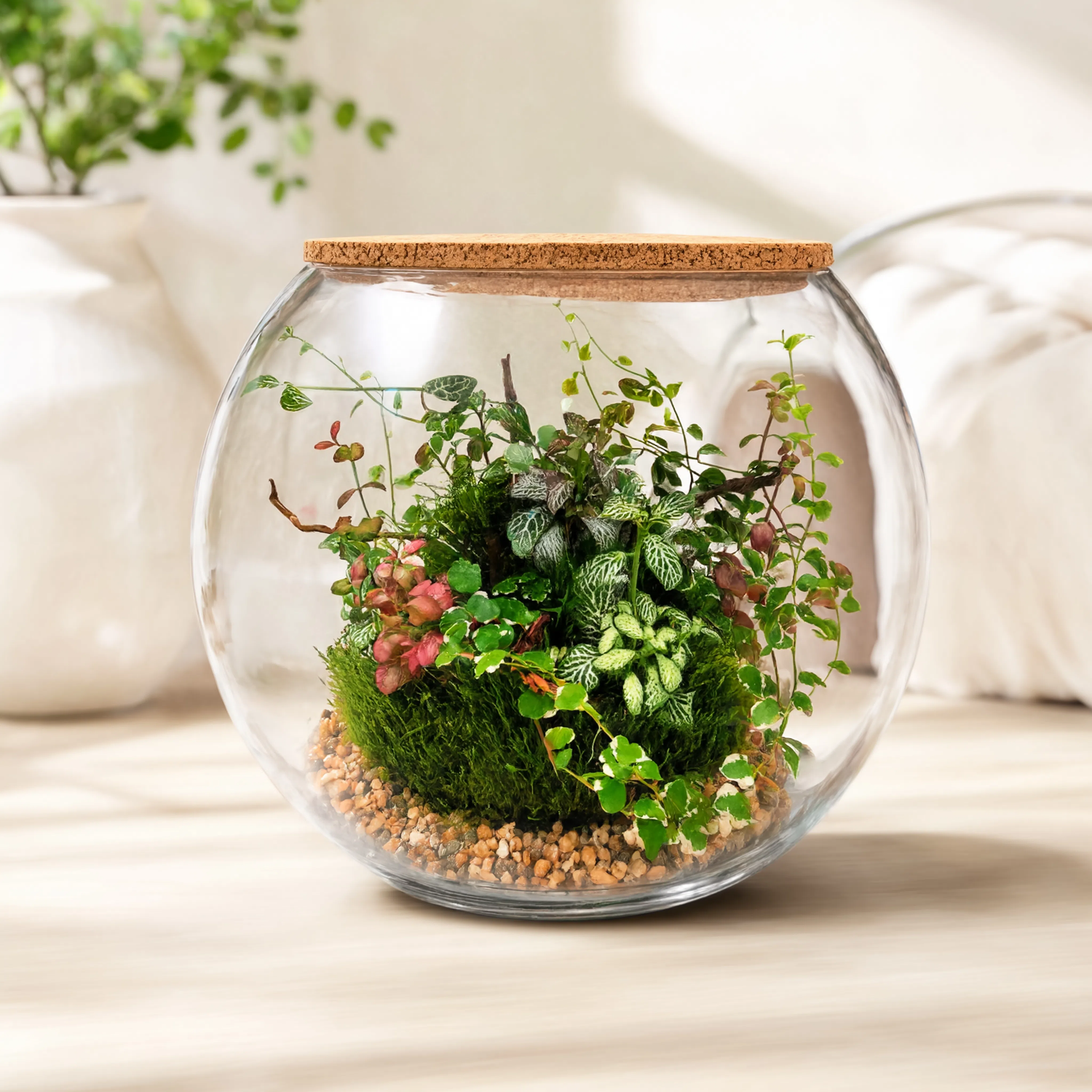 Premium Mixed Foliage Glass Terrarium with Cork Lid | Handmade Indoor Mini Garden
