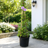 Morning Glory (Ipomoea Palmata) flowering climber growing on a bamboo trellis with beautiful purple trumpet-shaped flowers, ideal for outdoor gardens and landscaping in Dubai.