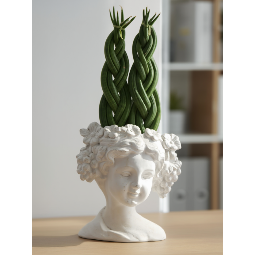 Braided Sansevieria in Angel Face Pot – Modern Indoor Decorative Snake Plant
