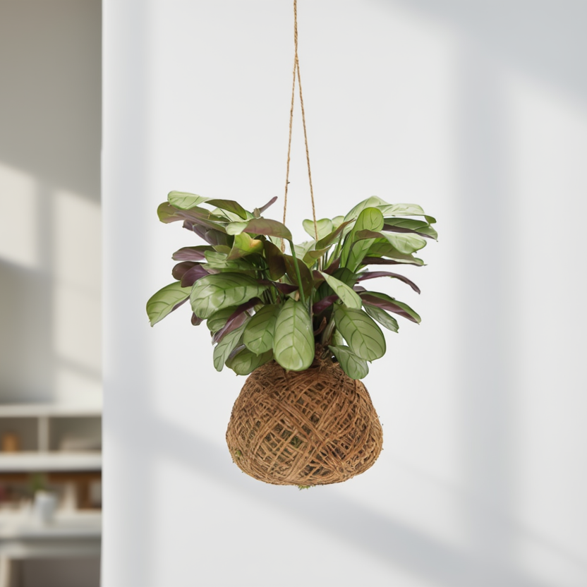 Hanging Kokedama Prayer Plant (Maranta) – Indoor Decorative Moss Ball Hanging Plant