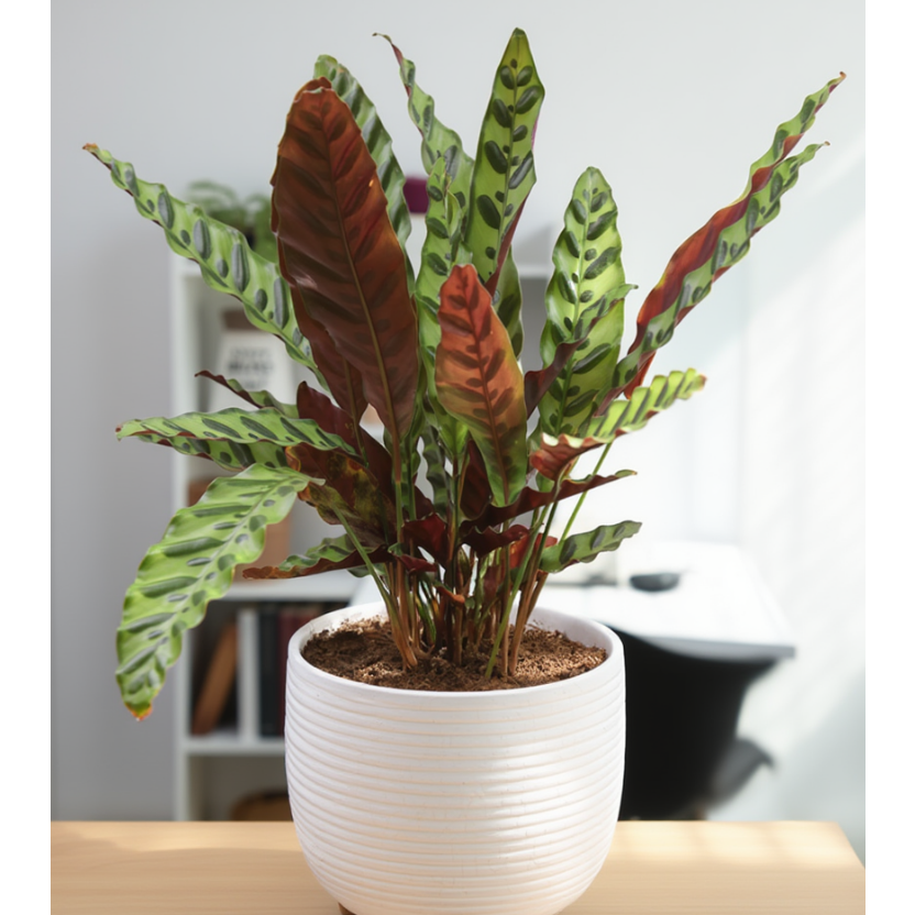 Calathea Rattlesnake (Calathea lancifolia) in Ceramic Pot – Indoor Decorative Plant