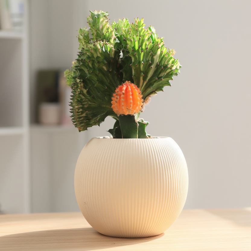 Small potted plant with orange bloom on a wooden surface, blurred bookshelf in the background