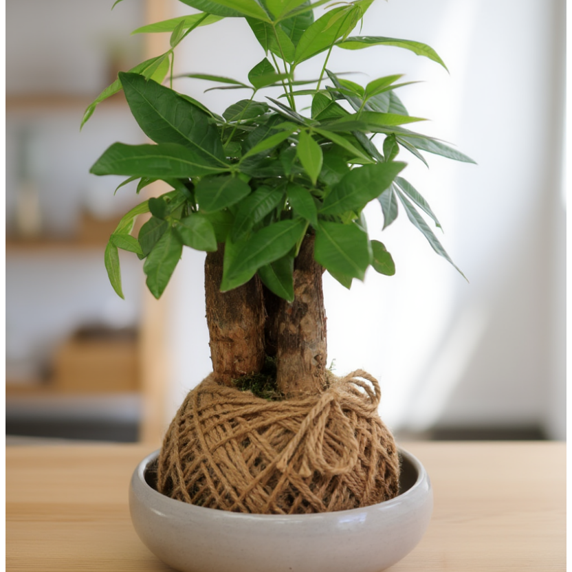 Potted plant with woven rope base on a wooden table