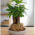 Potted plant with woven rope base on a wooden table