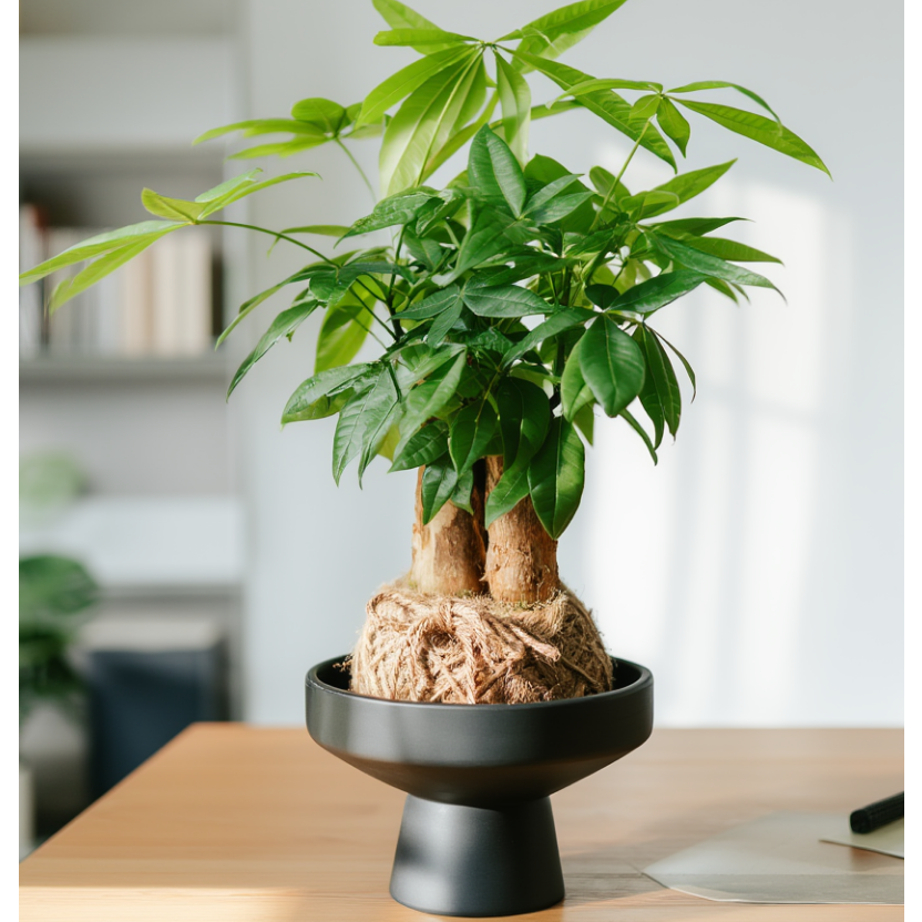 Potted plant on a wooden table with a blurred background