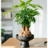 Potted plant on a wooden table with a blurred background
