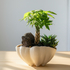 Small potted plant with a decorative shell-like pot on a wooden surface.