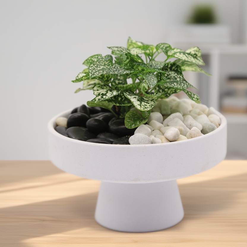 Polka Dot Plant in White Decorative Bowl – Indoor Plant Arrangement