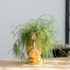 Potted plant in a gold pot on a wooden surface with a blurred background