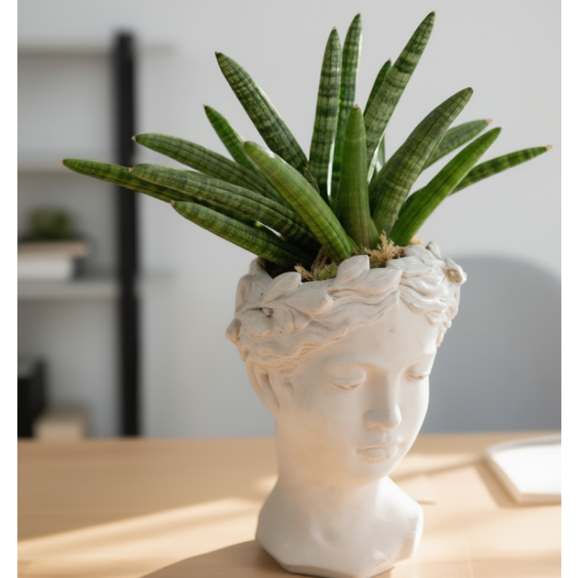 Potted plant in a decorative white vase on a wooden surface with a blurred background