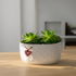 Small potted succulent plant in a decorative pot on a wooden surface with a blurred indoor background.