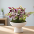 Decorative plant in a white pot on a wooden table with a blurred background