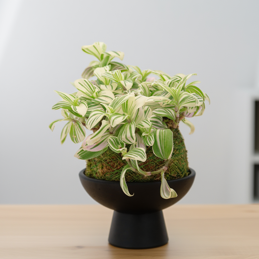 Variegated Tradescantia Kokedama Bowl Arrangement