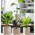 Potted plants on a table with a blurred indoor background