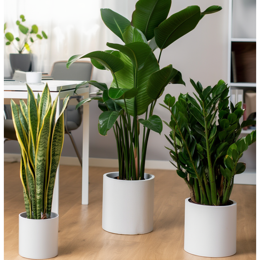 Three potted plants on a wooden floor in a room with a table and chairs.