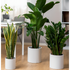 Three potted plants on a wooden floor in a room with a table and chairs.