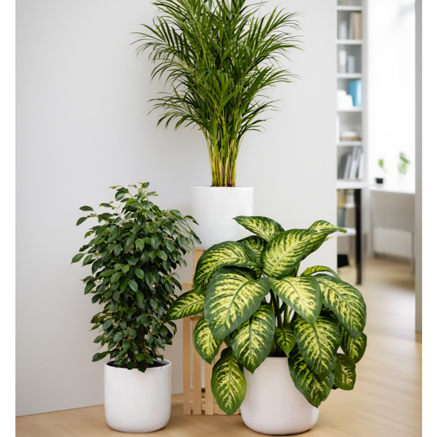 Three potted plants in a room with a white wall and a bookshelf in the background.