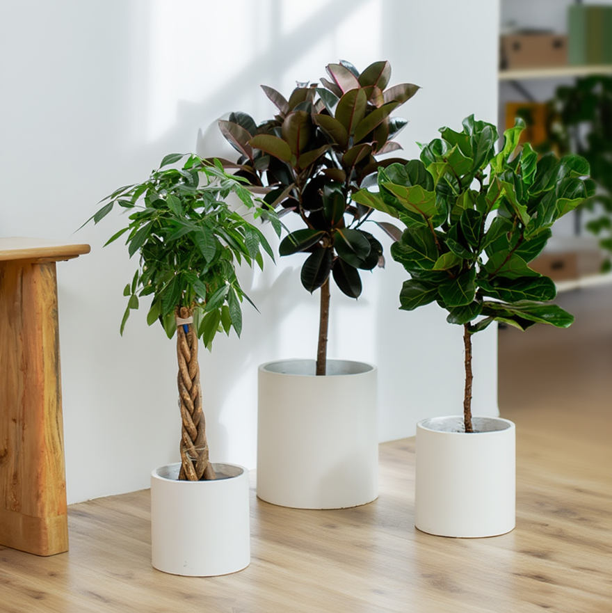 Three potted plants on a wooden floor with a white wall and bookshelf in the background.