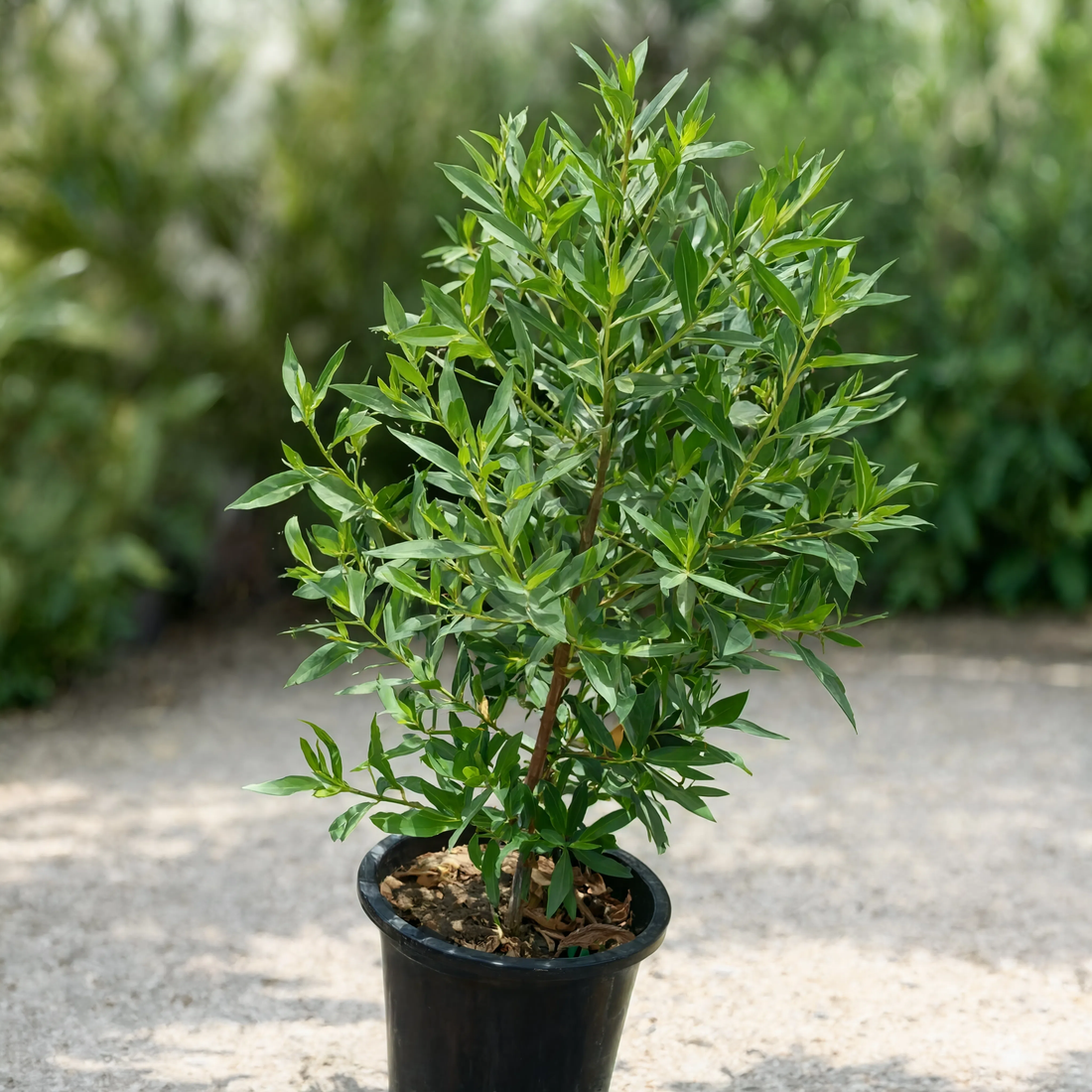 Damas Tree (Conocarpus lancifolius) evergreen outdoor landscape tree in a nursery pot for gardens and landscaping in Dubai, UAE
