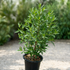 Damas Tree (Conocarpus lancifolius) evergreen outdoor landscape tree in a nursery pot for gardens and landscaping in Dubai, UAE