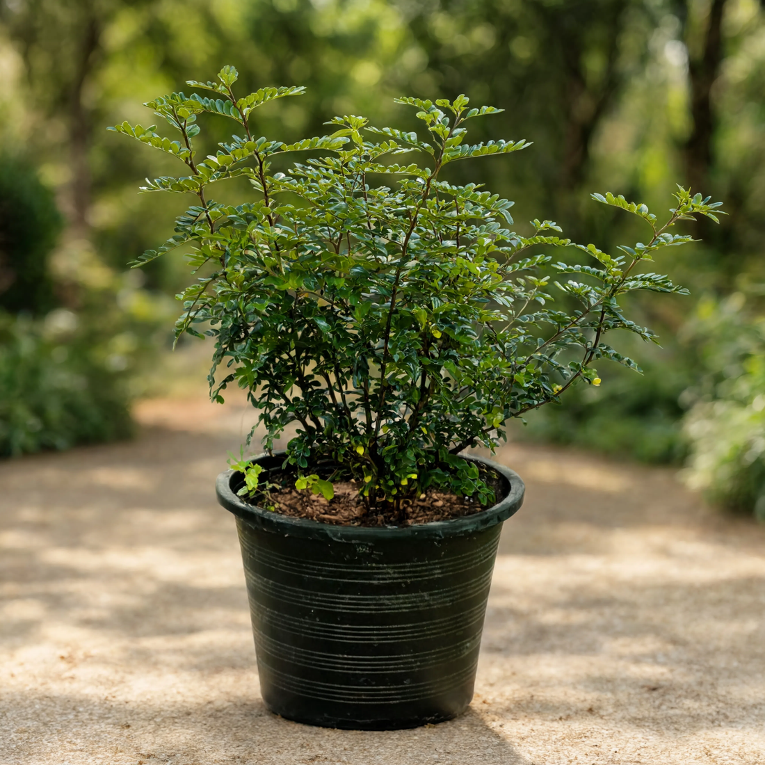 Lemon Pepper Plant (Zanthoxylum spp.) growing in a nursery pot with aromatic evergreen foliage for outdoor landscaping in Dubai, UAE
