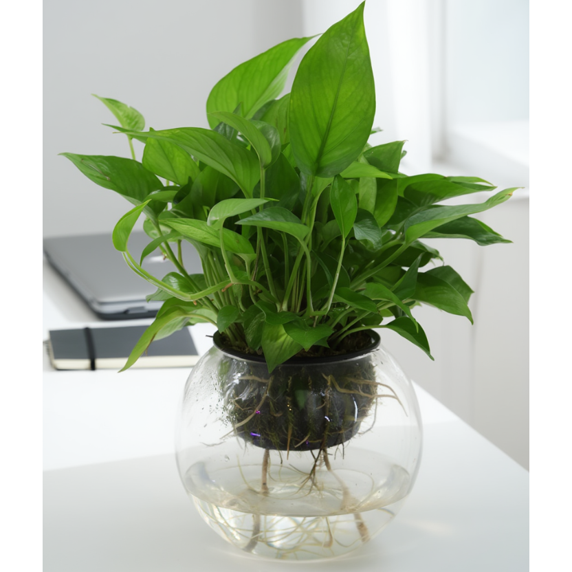 Hydroponic Money Plant (Golden Pothos) in Glass Bowl – Indoor Air Purifying Desk Plant