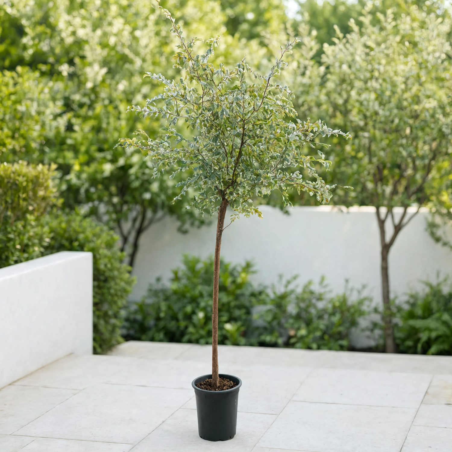 Ghaf Tree (Prosopis cineraria)