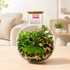 Premium tropical glass terrarium with Fittonia, lush green moss, tropical indoor plants, decorative pebbles, and cork lid in a modern glass container.
