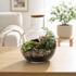 Handcrafted glass bottle terrarium with live moss, Fittonia, ivy, decorative pebbles, and tropical indoor plants displayed on a wooden table in a modern living room.