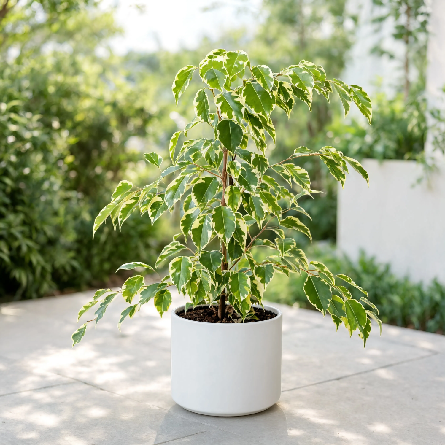 Variegated Weeping Fig (Ficus benjamina Variegata) in Decorative Pot for Outdoor Garden and Landscaping in Dubai UAE