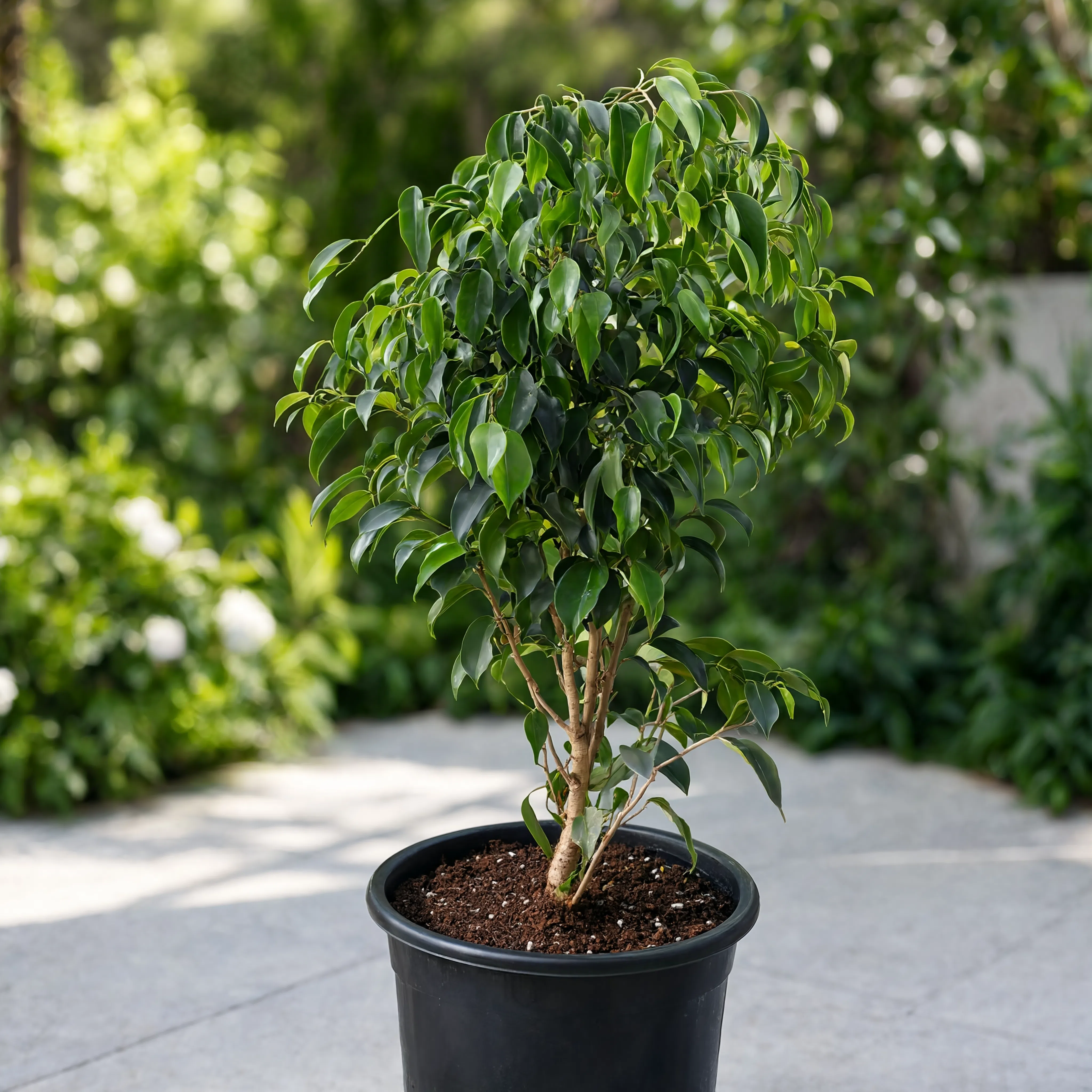 Ficus Benjamina (Weeping Fig) outdoor tree in a nursery pot with lush glossy green foliage for landscaping in Dubai, UAE