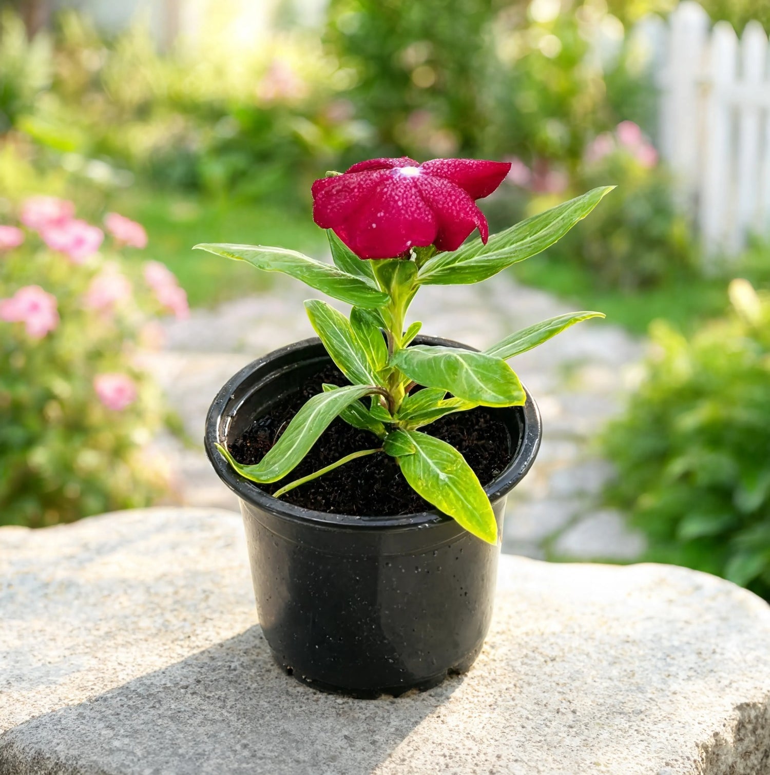Red Vinca Plant (Catharanthus roseus) in nursery pot with vibrant red flowers for outdoor gardens in Dubai UAE