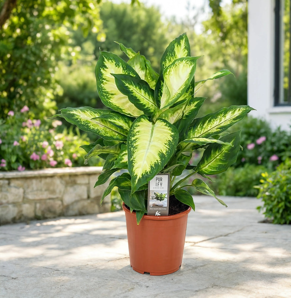 Dieffenbachia Camille indoor plant with cream and green variegated leaves in nursery pot for homes and offices in Dubai UAE