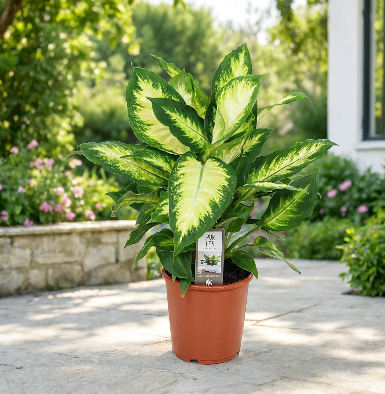 Dieffenbachia Camille indoor plant with cream and green variegated leaves in nursery pot for homes and offices in Dubai UAE