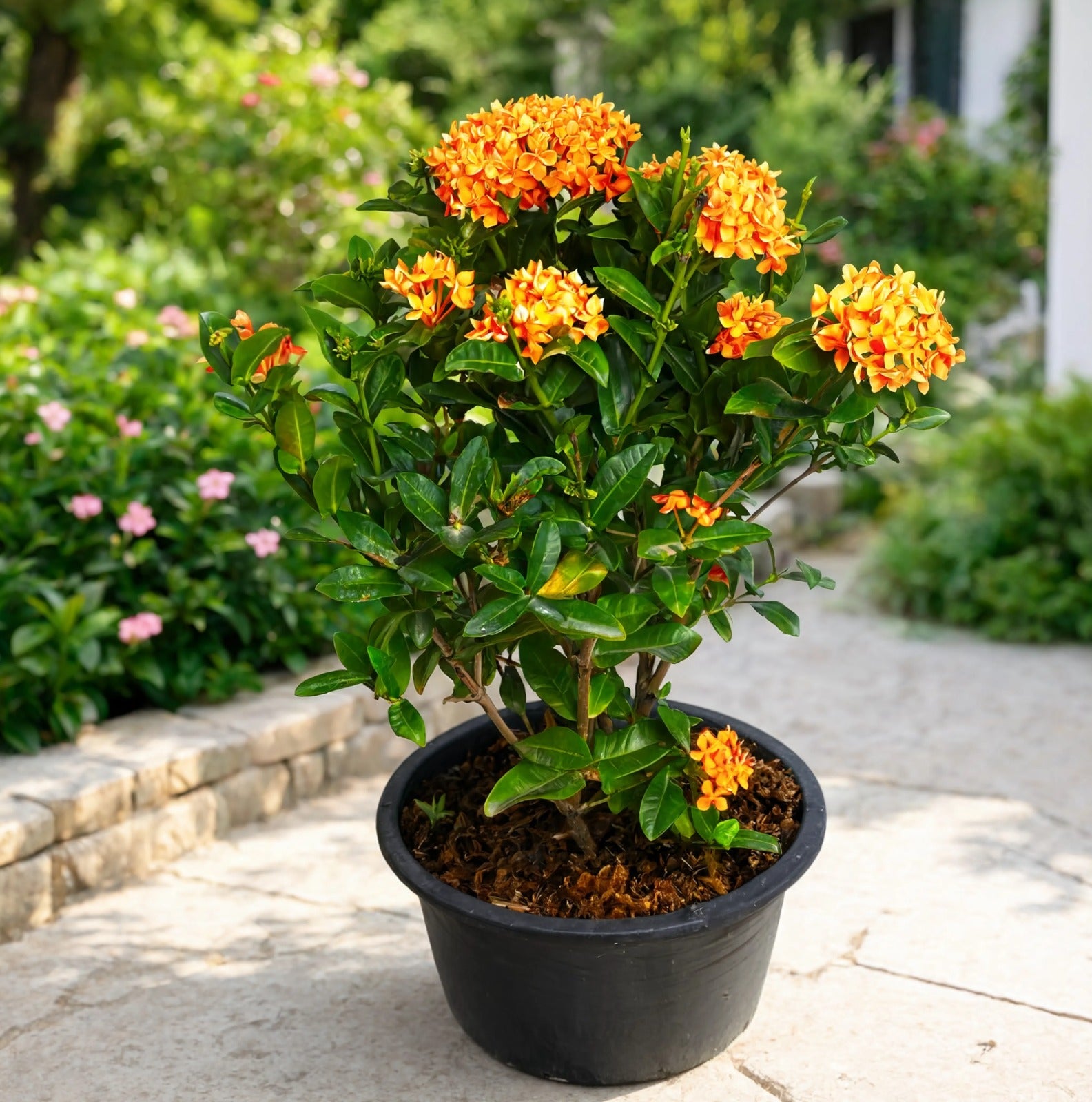 Orange Ixora Plant (Ixora coccinea)