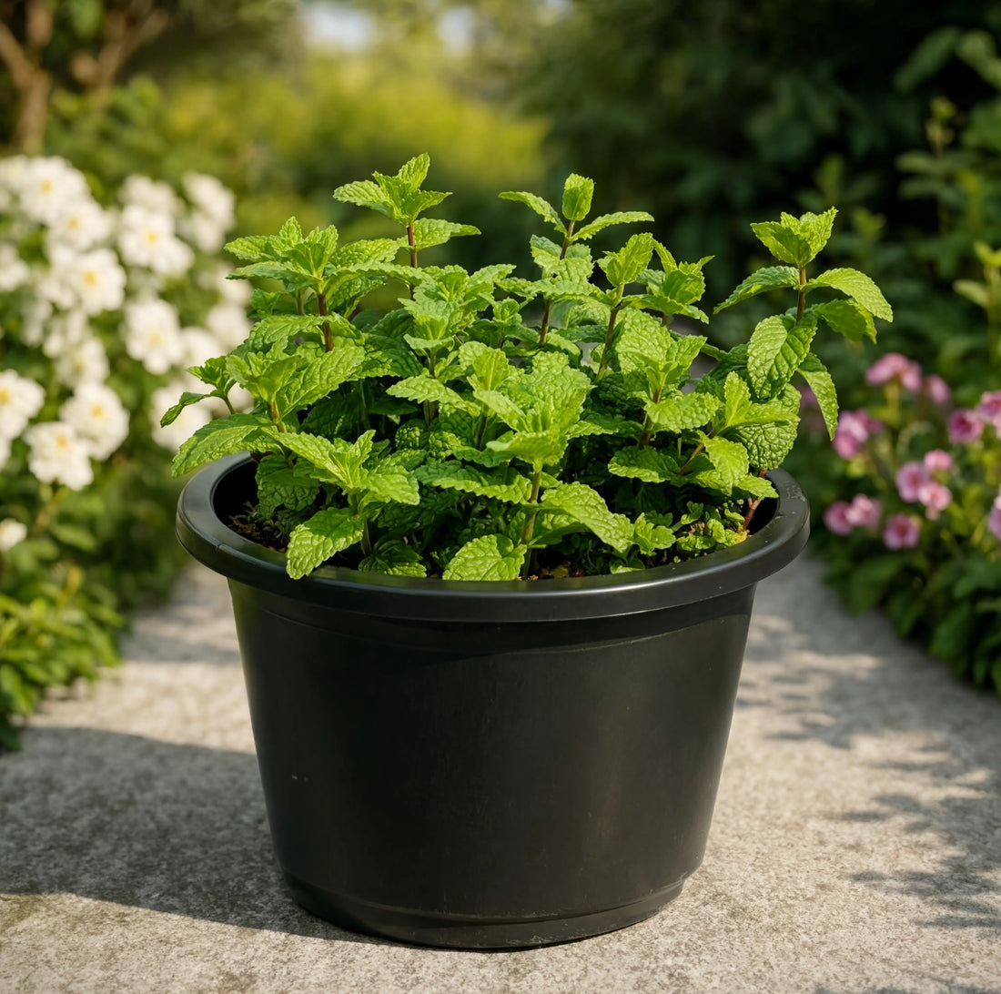 Mint Plant (Spearmint) | Mentha spicata
