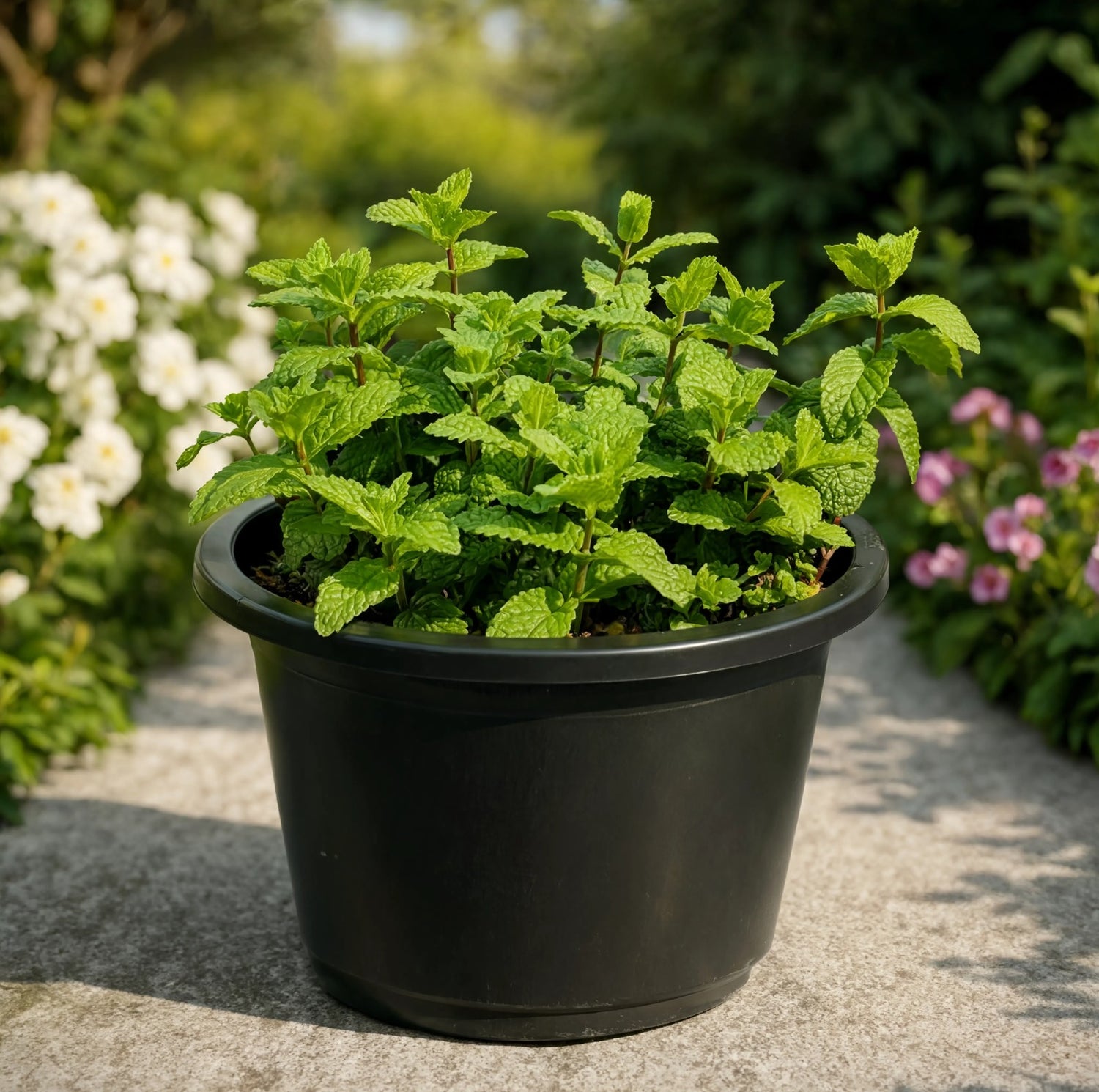 Mint Plant (Spearmint) | Mentha spicata
