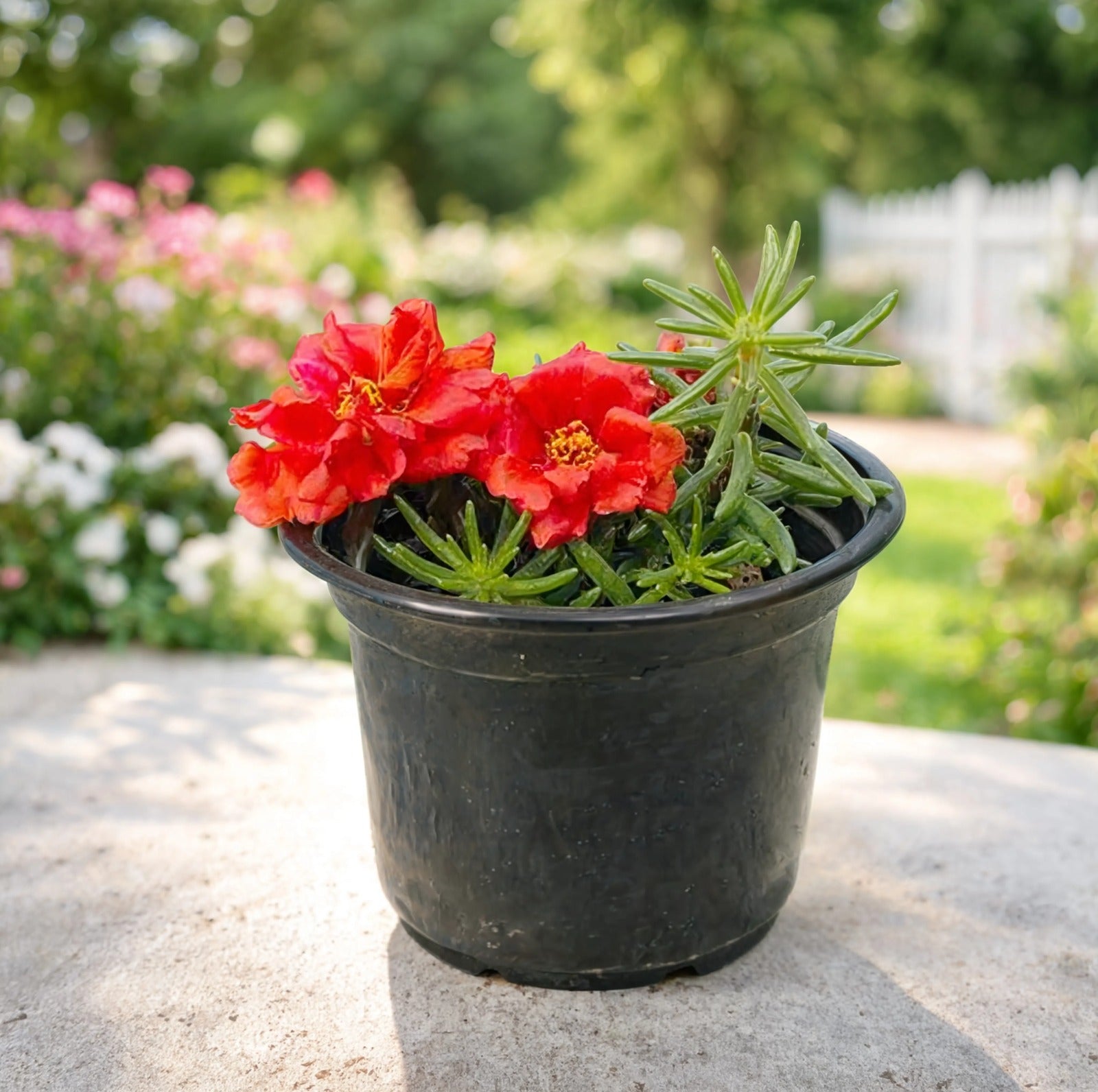 Red Portulaca (Moss Rose) flowering plant in nursery pot with vibrant red blooms for outdoor gardens in Dubai UAE