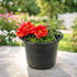 Red Portulaca (Moss Rose) flowering plant in nursery pot with vibrant red blooms for outdoor gardens in Dubai UAE