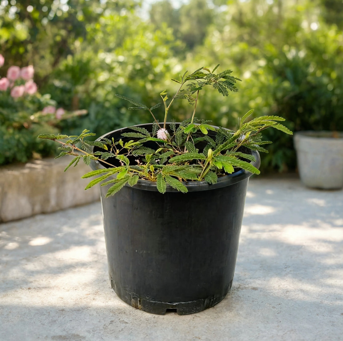Sensitive Plant (Mimosa pudica) in nursery pot with fern-like leaves and pink flower for outdoor gardens in Dubai UAE