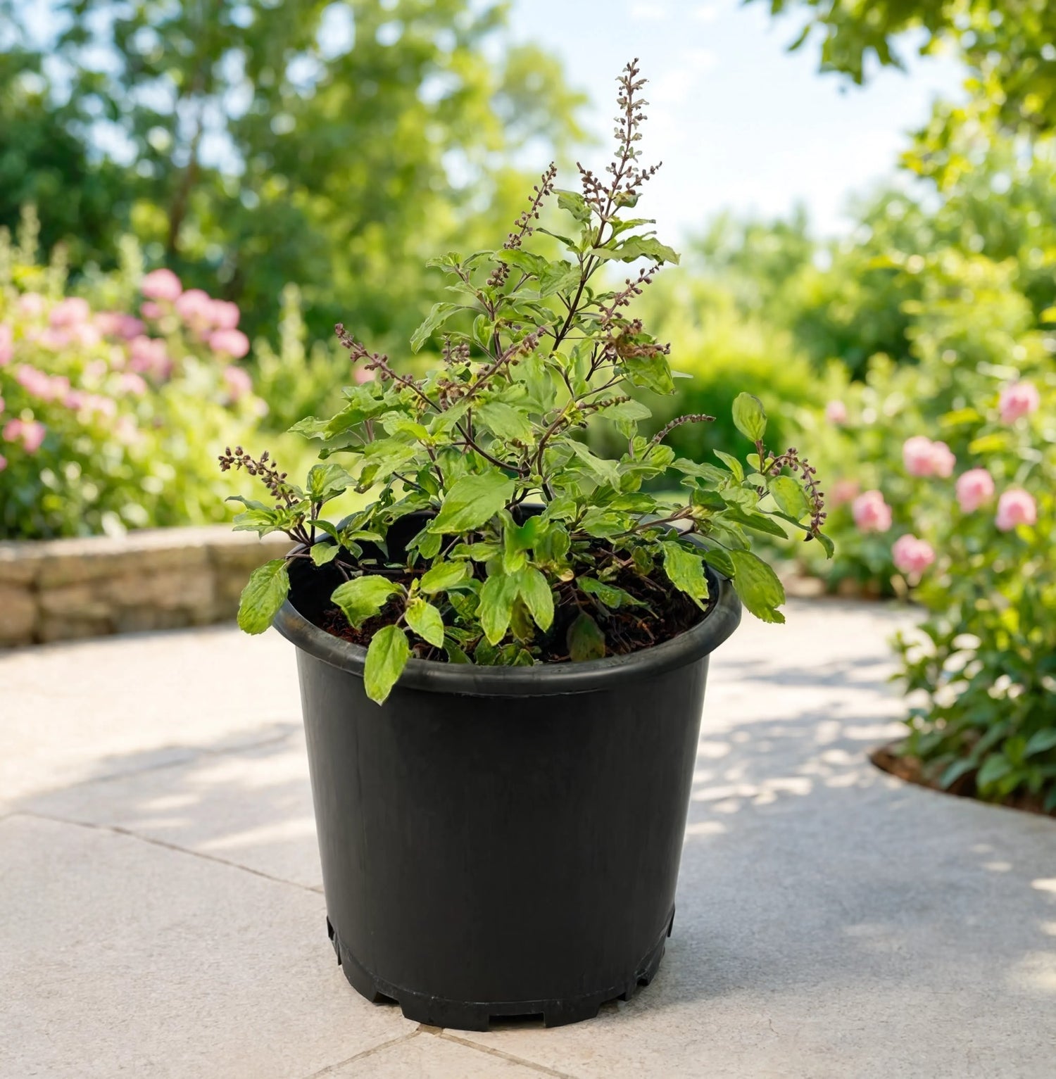 Holy Basil (Tulsi) Plant