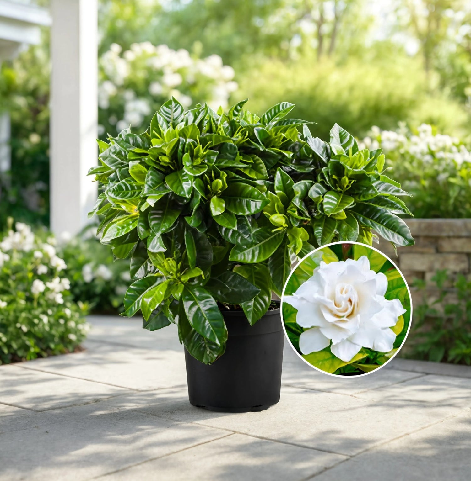 Gardenia Outdoor Plant (Gardenia jasminoides) with glossy green leaves and fragrant white blooms in a nursery pot, ideal for outdoor gardens and landscaping in Dubai.
