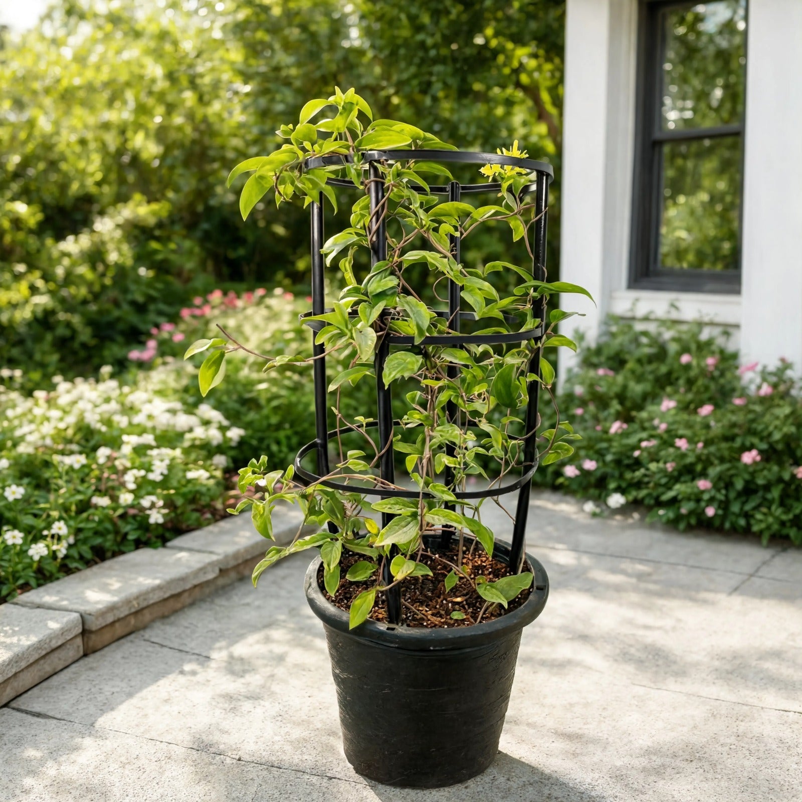 Tristellateia (Shower of Gold) climbing plant growing on a support trellis with bright yellow flowers, ideal for outdoor gardens and landscaping in Dubai.
