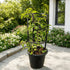 Tristellateia (Shower of Gold) climbing plant growing on a support trellis with bright yellow flowers, ideal for outdoor gardens and landscaping in Dubai.