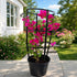 Pink Bougainvillea flowering plant with vibrant pink bracts growing in a nursery pot, suitable for trellises, pergolas, balconies, and outdoor gardens in Dubai.