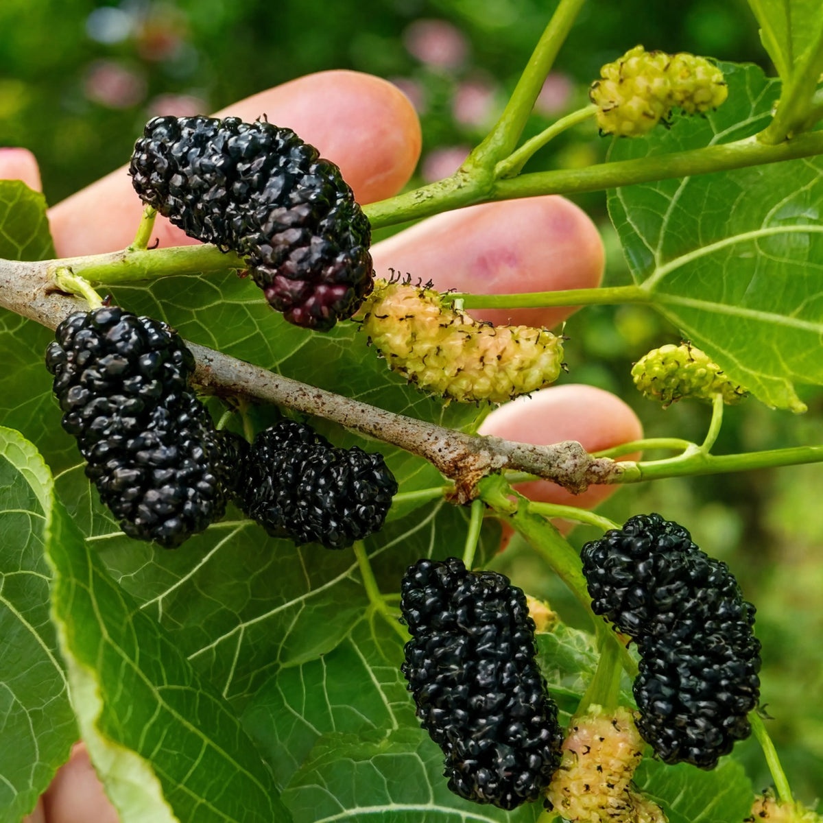 Ripe black mulberry fruit cluster on branch with green leaves – Nura Flowers