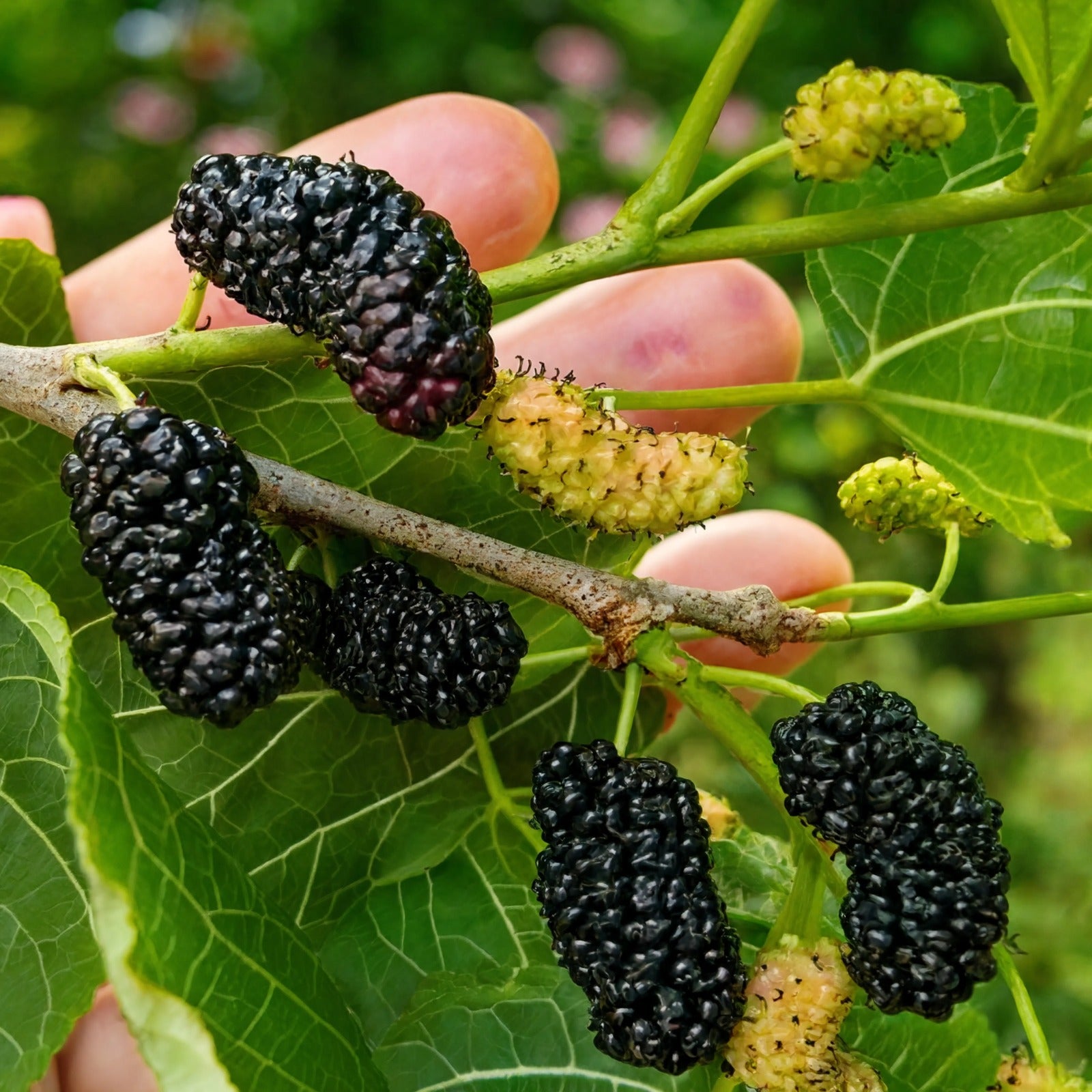 Ripe black mulberry fruit cluster on branch with green leaves – Nura Flowers